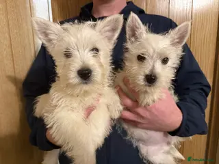 West Highland Terrier dogs Polish Bloodlines KC Westies. - Advert 4