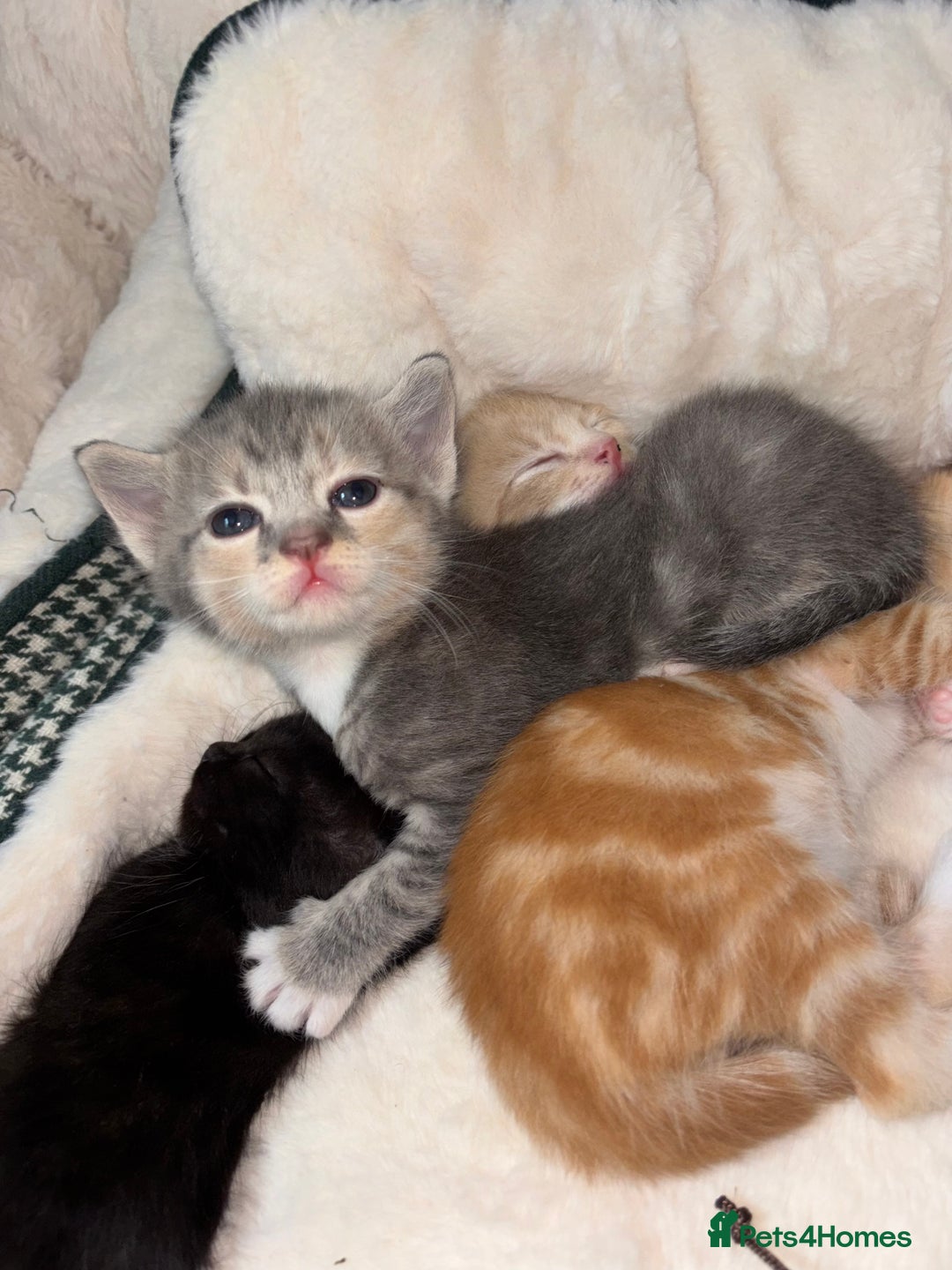 Scottish Fold cats for sale: Scottish Straight Kitten  - Advert 8