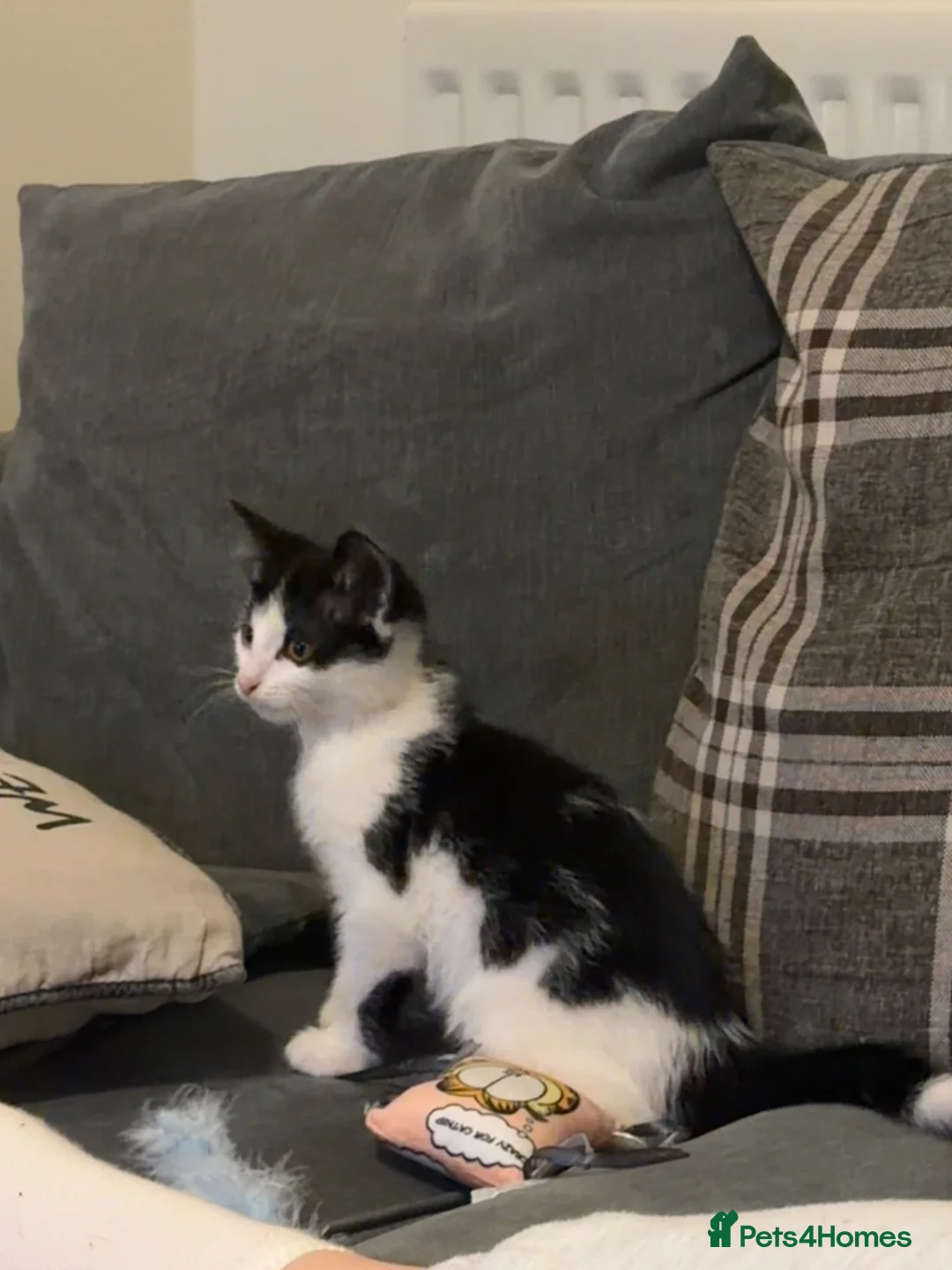 Mixed Breed cats for sale: 15 week kitten for sale.  - Advert 4