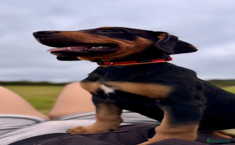 Mixed Breed dogs - Advert 11