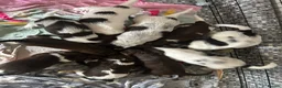 Sprocker dogs for sale: 8 Beautiful Sprocker Puppies  - Advert 10