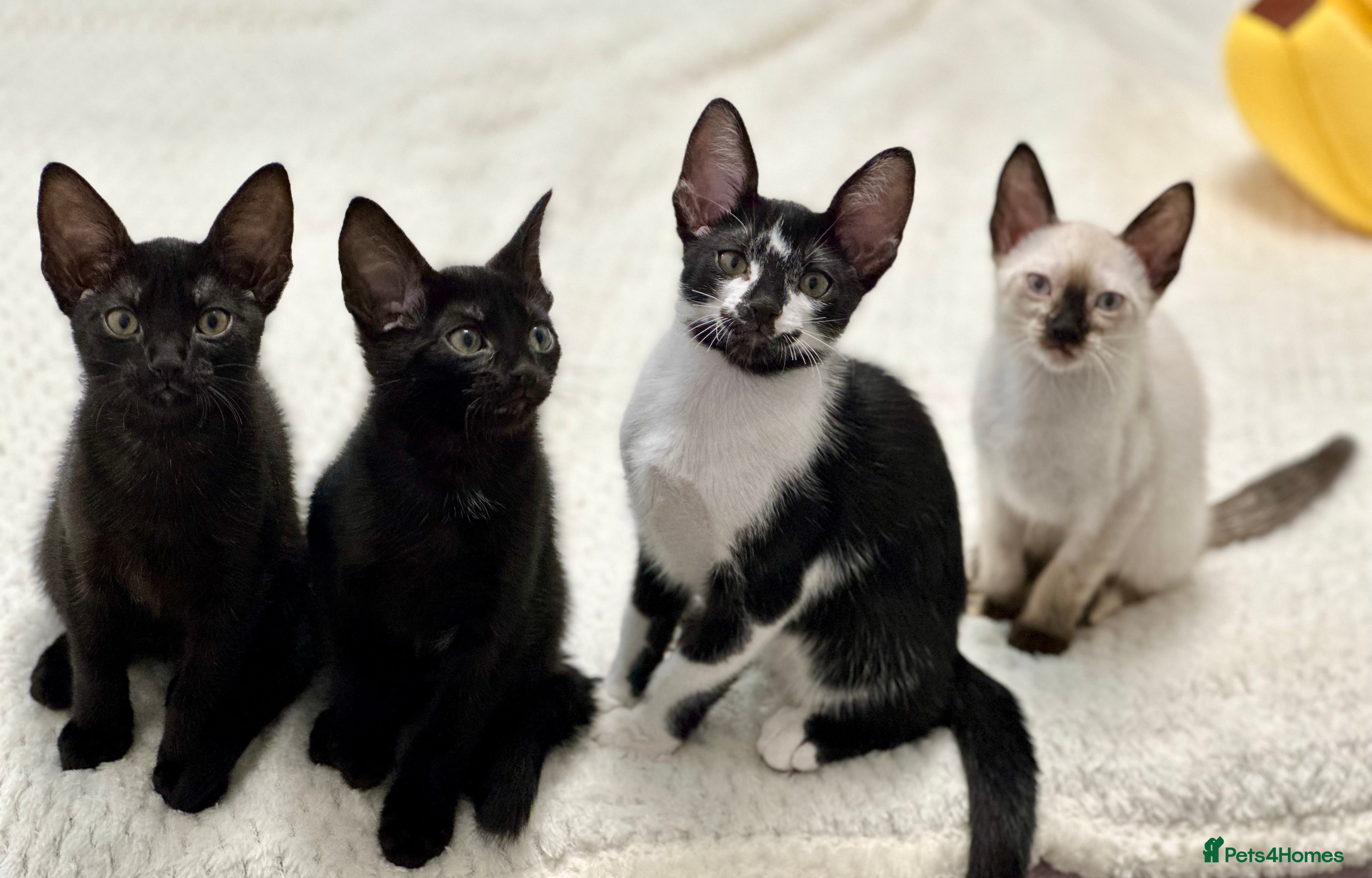 Mixed Breed cats ✨Cornish Rex Kittens Ready for New Homes Now✨ - Advert 5