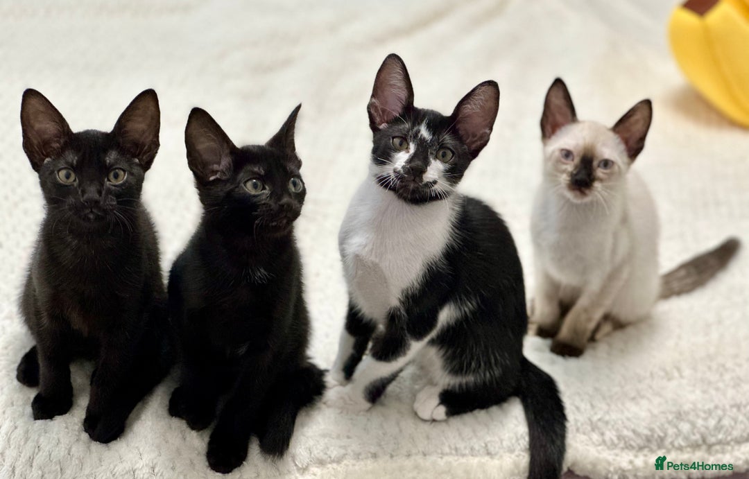 Mixed Breed cats for sale: ✨Cornish Rex Kittens Ready for New Homes Now✨ - Advert 2