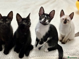Mixed Breed cats ✨Cornish Rex Kittens Ready for New Homes Now✨ - Advert 5