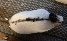 Mixed Breed rabbits for sale: Purebred Mini papillon's & Standard Rex - Image 2