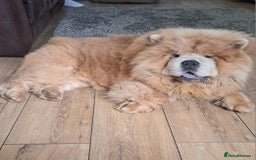 Chow Chow dogs for stud: outstanding chow chow stud in Wednesbury - Image 1