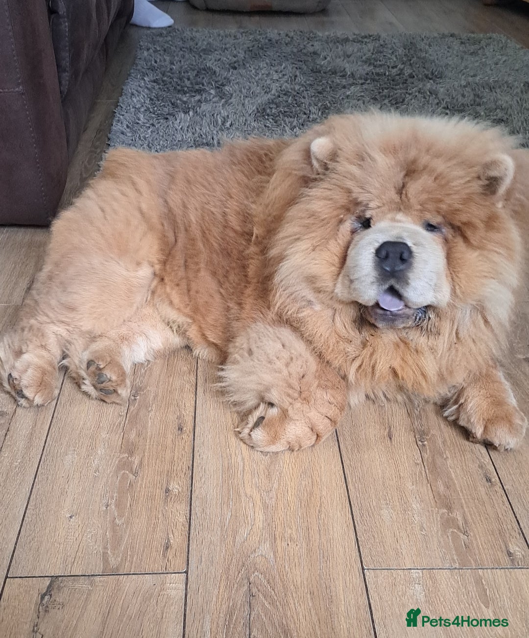 Chow Chow dogs for stud: outstanding chow chow stud in Wednesbury - Image 1