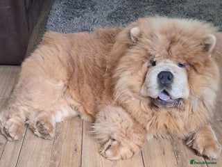 Chow Chow dogs in Wednesbury - Advert 7