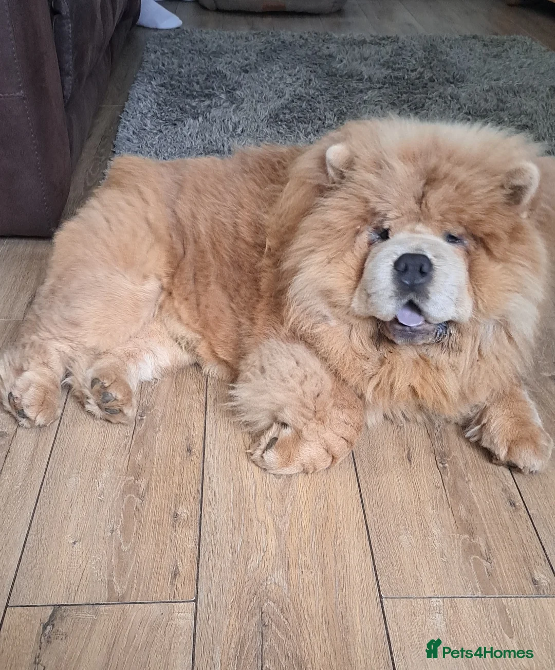 Chow Chow dogs for stud: outstanding chow chow stud in Wednesbury - Advert 1