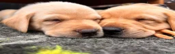 Labrador Retriever dogs for sale: 🐾 Kc reg labrador puppies 🐾  in Beccles - Advert 10