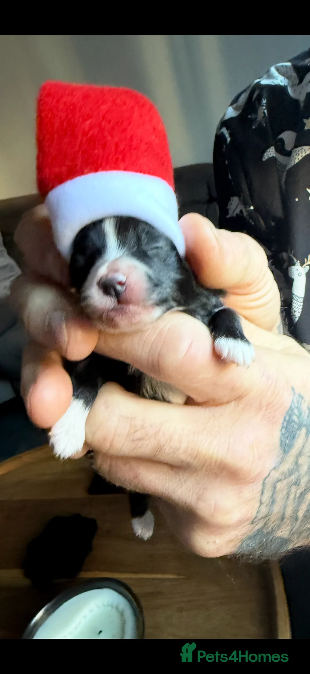 Pomeranian dogs for sale: X2 Pomeranian boys  - Advert 5