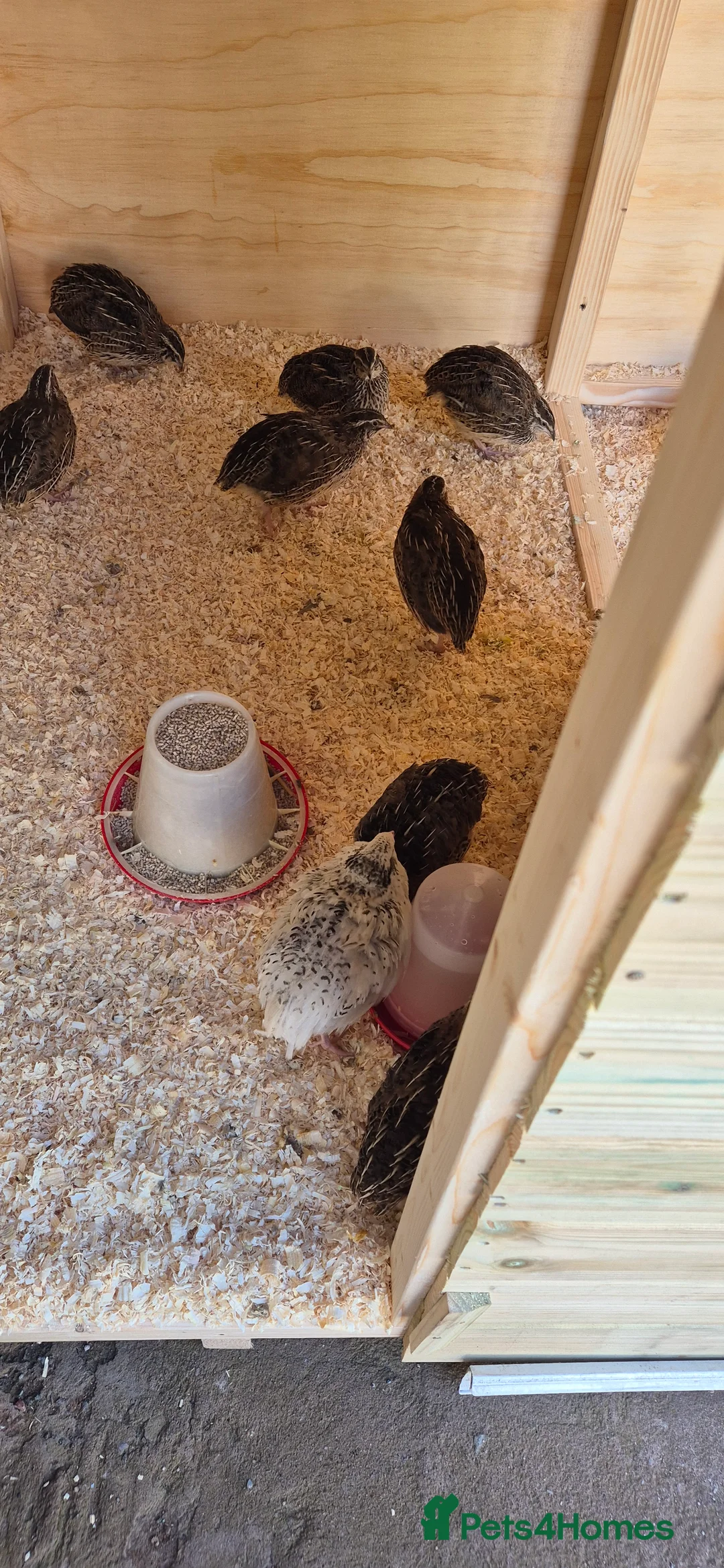 Mixed Breed birds for sale: Jumbo coturnix quails  - Advert 1