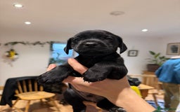 Mixed Breed dogs for sale: Patterdale terrier x cocker spaniel puppy’s  - Advert 5