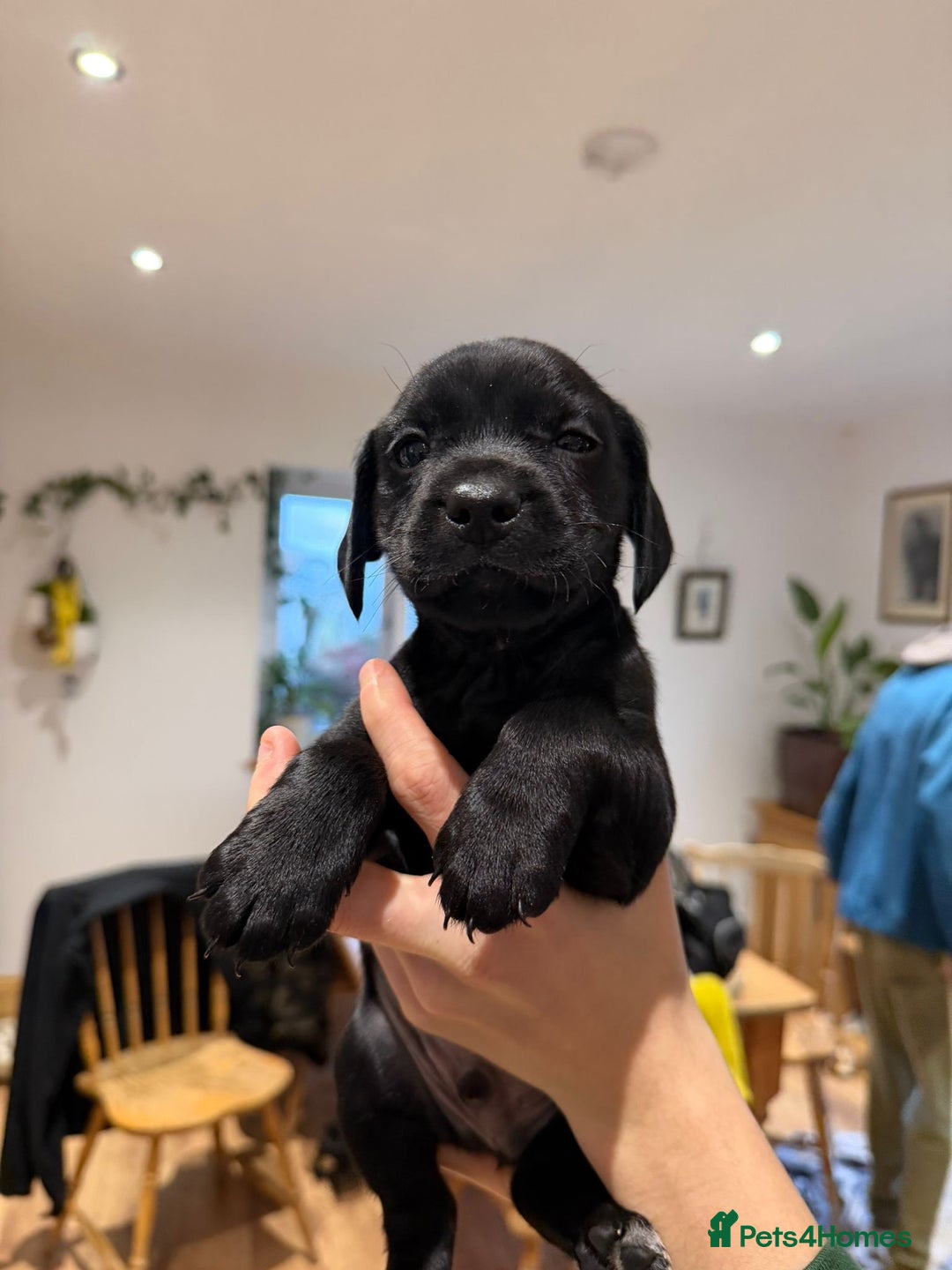 Mixed Breed dogs for sale: Patterdale terrier x cocker spaniel puppy’s  - Advert 5