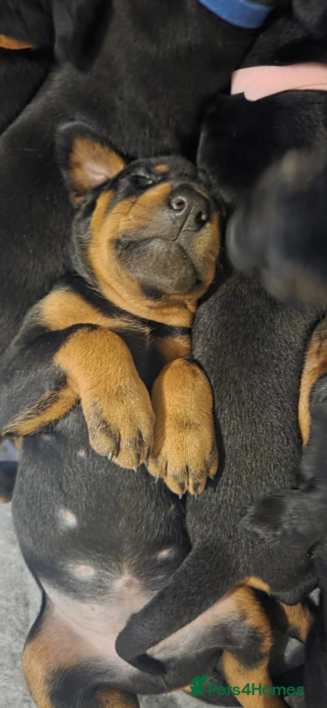 Dobermann dogs for sale: Dobermann puppies  - Advert 12