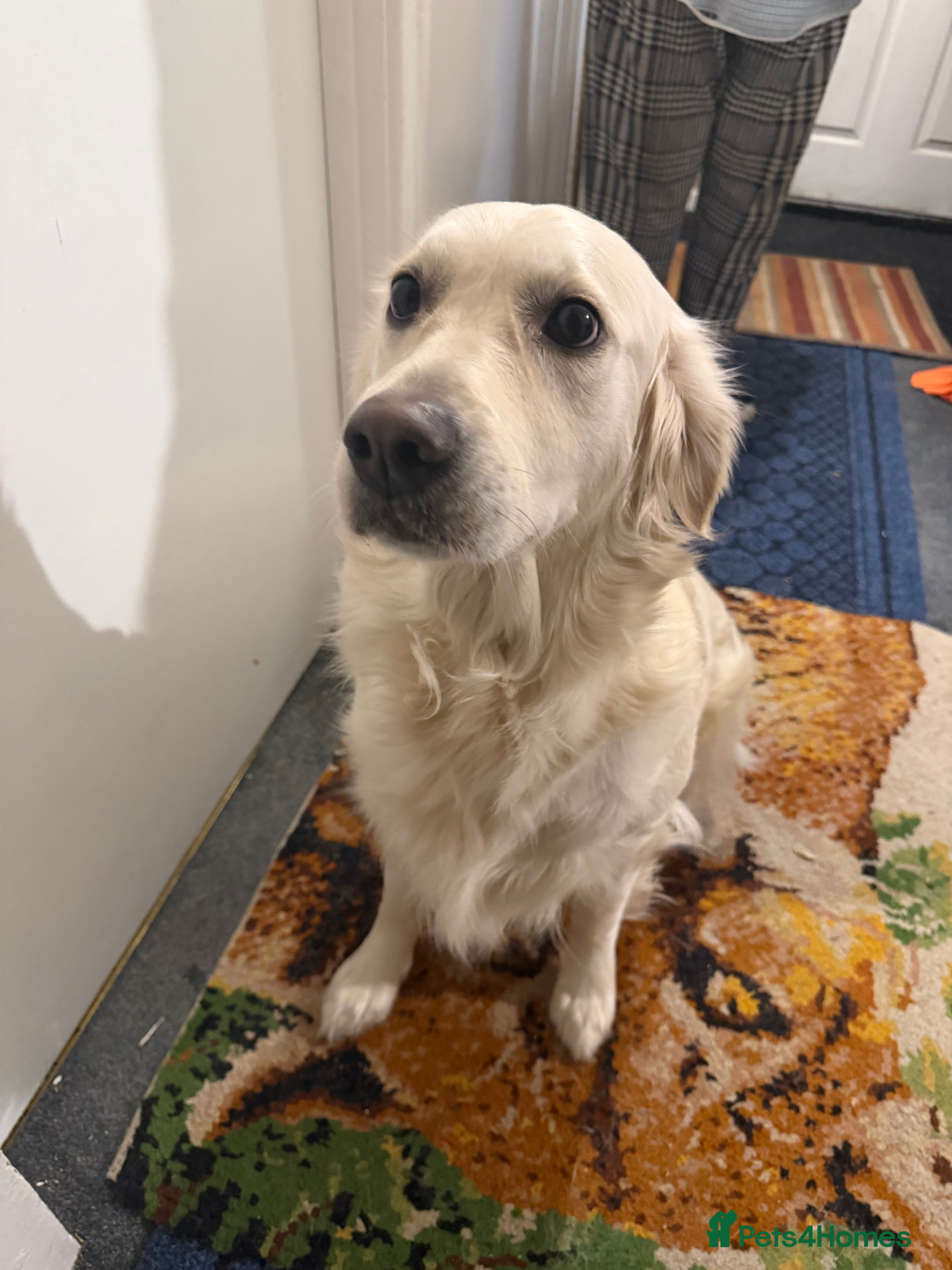 Golden Retriever dogs Beautiful friendly golden retriever  - Advert 6