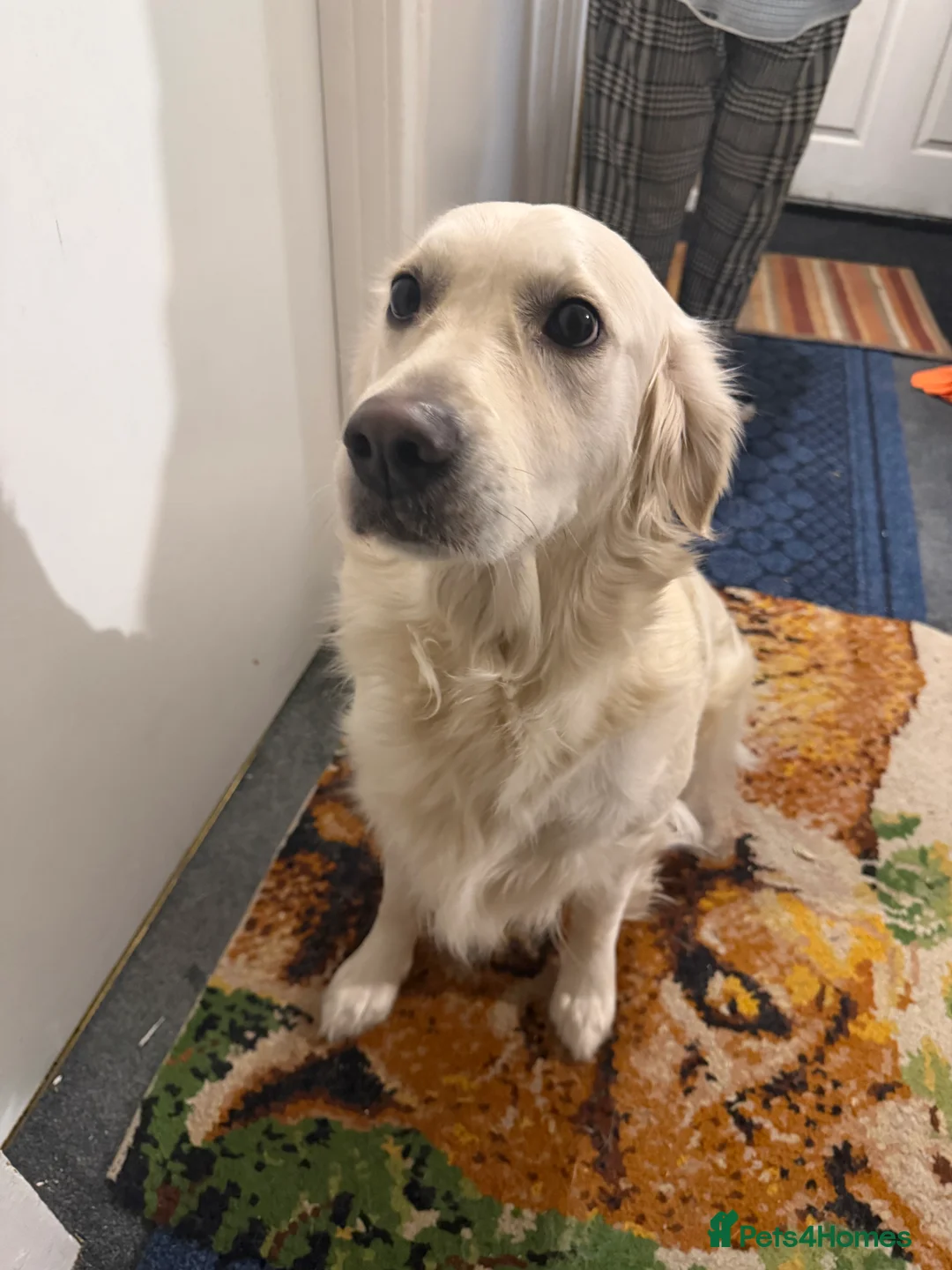 Golden Retriever dogs for sale: Beautiful friendly golden retriever  - Advert 2