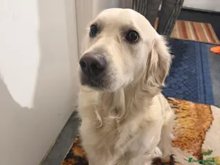 Golden Retriever dogs Beautiful friendly golden retriever - Advert 6