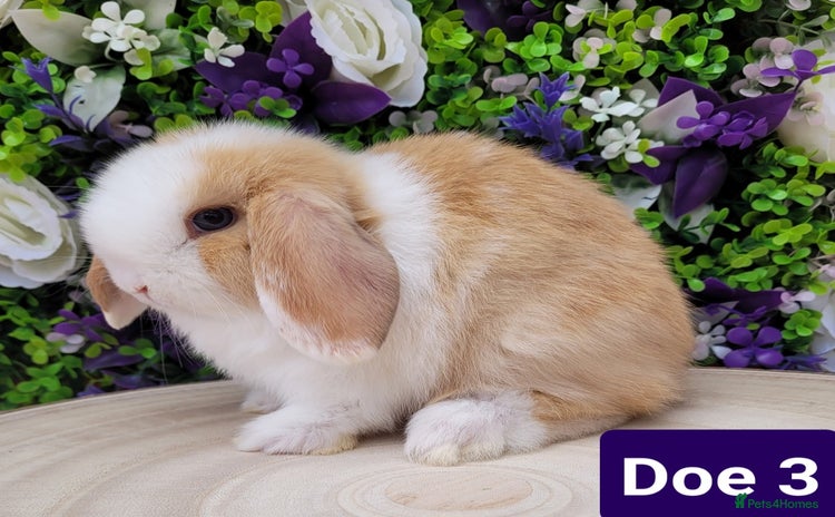 Mini Lop rabbits in Shaftesbury - Advert 13