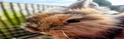 Mini Lion Lop rabbits for sale: 4 lionhead lops for sale - Advert 17
