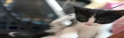 Mixed Breed cats for sale: Adorable black & white boy kittens - ready in 2wks - Advert 3