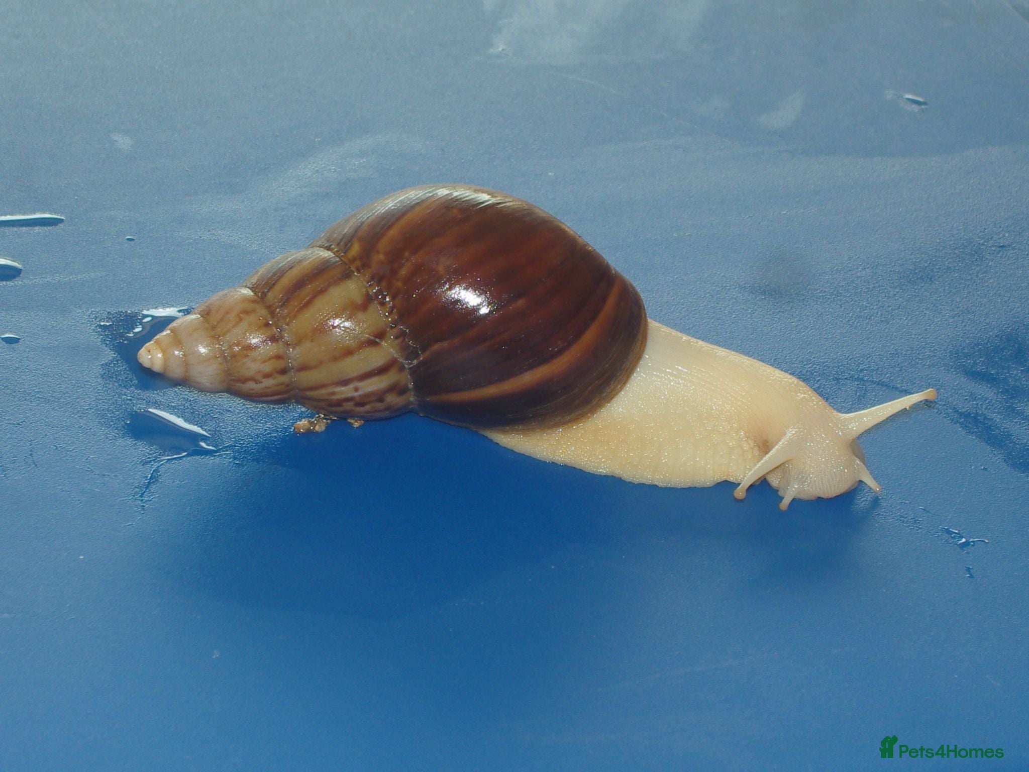 Snails invertebrates JADE GIANT AFRICAN LAND SNAILS - Advert 1