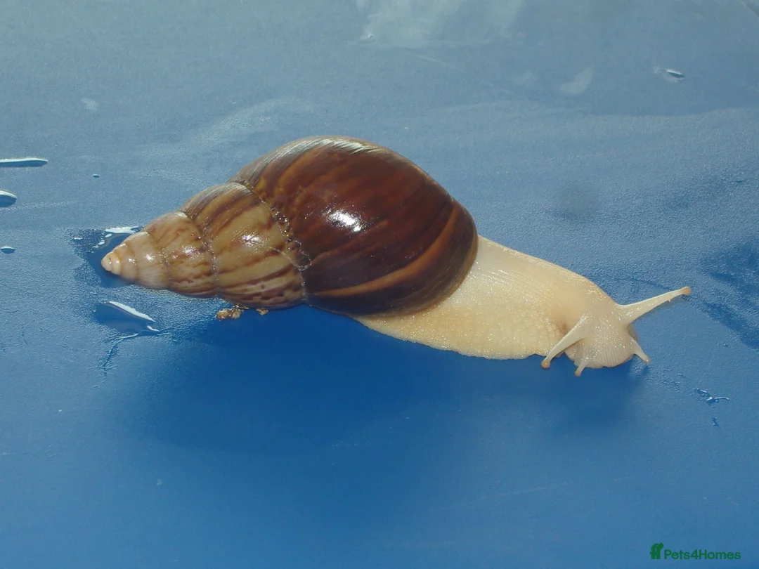 Snails invertebrates for sale: JADE GIANT AFRICAN LAND SNAILS - Advert 1