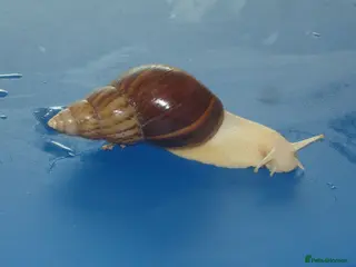Snails invertebrates for sale: JADE GIANT AFRICAN LAND SNAILS - Advert 1