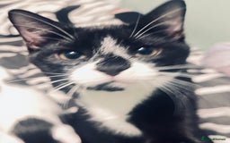 Mixed Breed cats for sale: 4 month old kittens looking for forever homes! - Advert 8