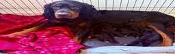Mixed Breed dogs for sale: Stunning litter of Gordon Doodles. - Advert 2