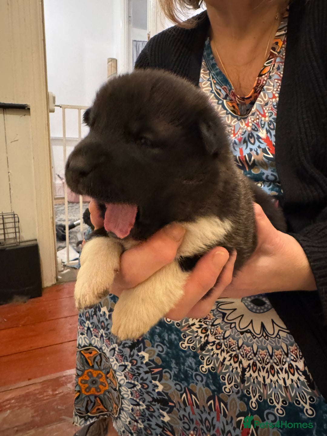 Akita dogs for sale: Black Mask American Akita Puppies - Advert 12