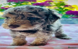 Cockapoo dogs for sale: Stunning fully DNA tested Cockapoo puppies - Image 8