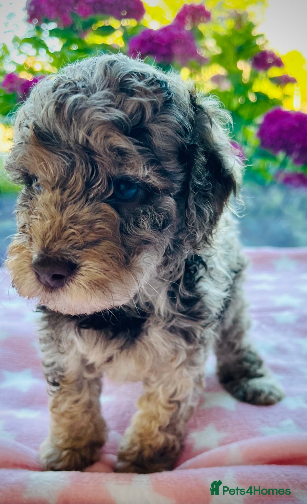 Cockapoo dogs for sale: Stunning fully DNA tested Cockapoo puppies - Image 8