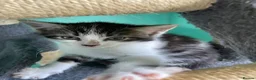 Domestic Shorthair cats for sale: Female Kittens Looking for Their Forever Homes - Advert 6