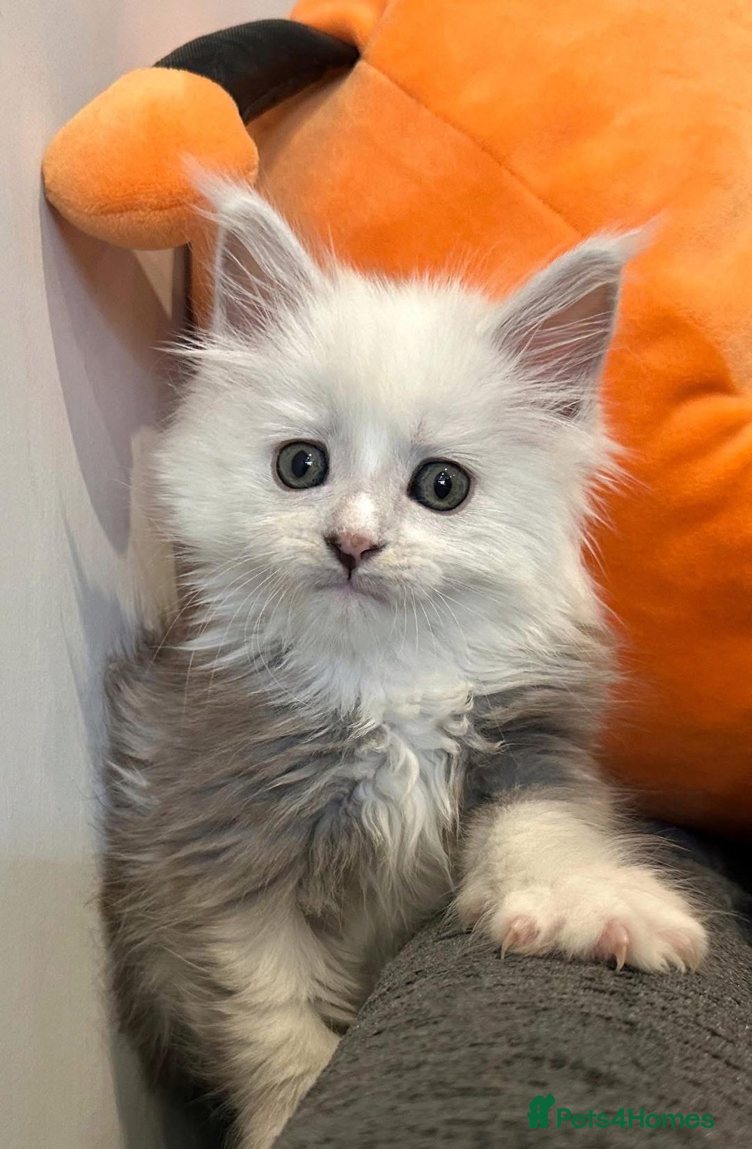 Maine Coon cats for sale: Gorgeous Blue Shaded Maine Coons  - Image 7