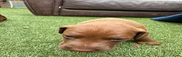 Patterdale Terrier dogs for sale: 🐾 WorkingLine Patterdale Terrier Pups– 28th june - Advert 8