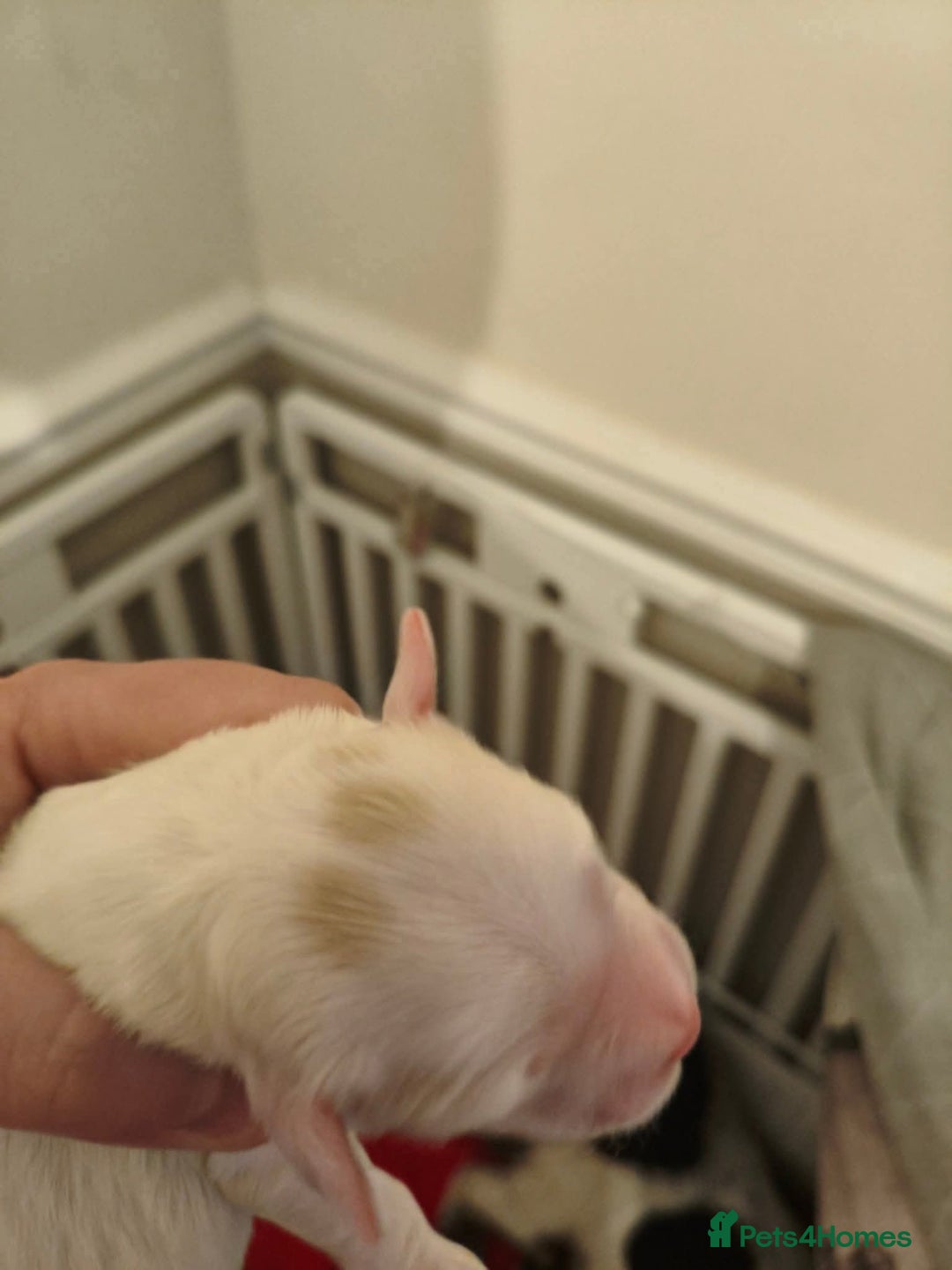 Mixed Breed dogs for sale: Gorgeous pups 🤩 ( cocker Bassett x Shichon ) - Image 5