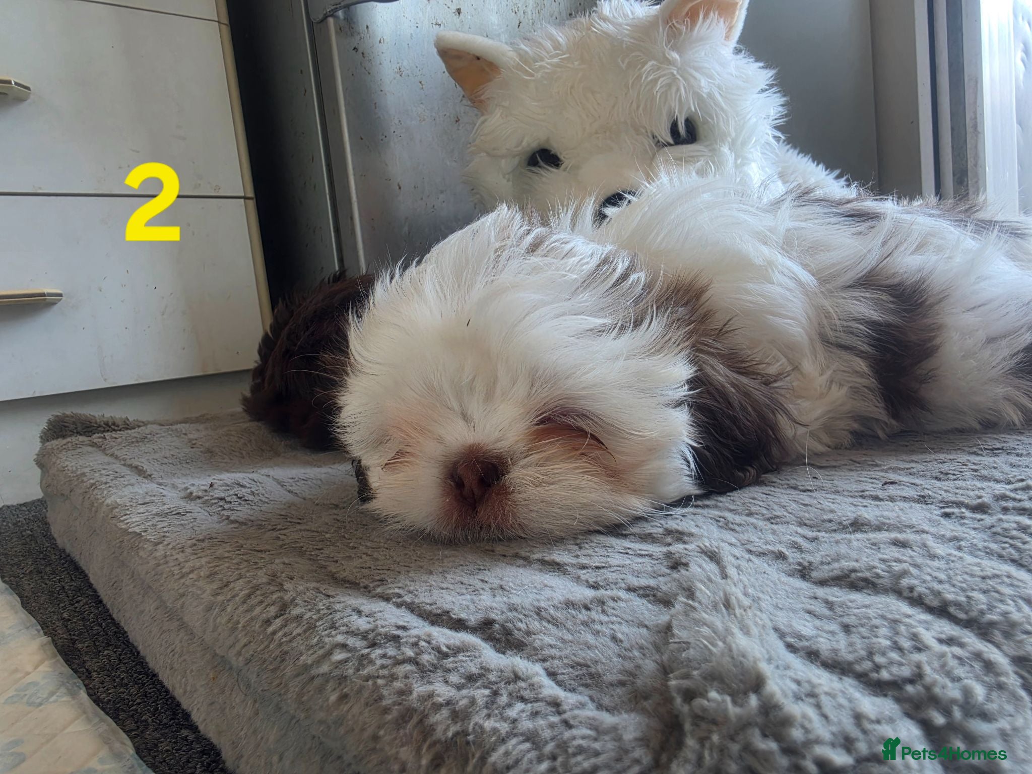 Shih Tzu dogs 1 IMPERIAL SHIH TZU BOY REMAINING  - Advert 2