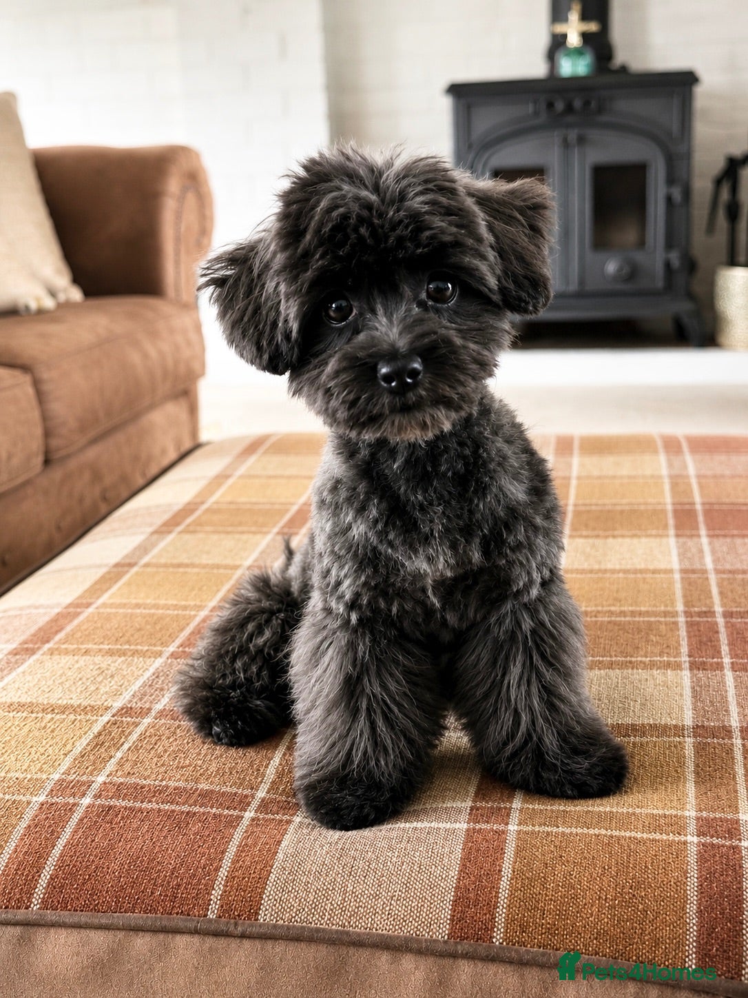 Maltipoo dogs 🐾 Buddy – Tiny Asian Maltipoo 8mths old - Advert 3