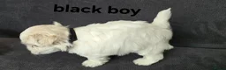 Maltese dogs for sale: ⭐️KC registered Maltese puppies⭐️ - Advert 33