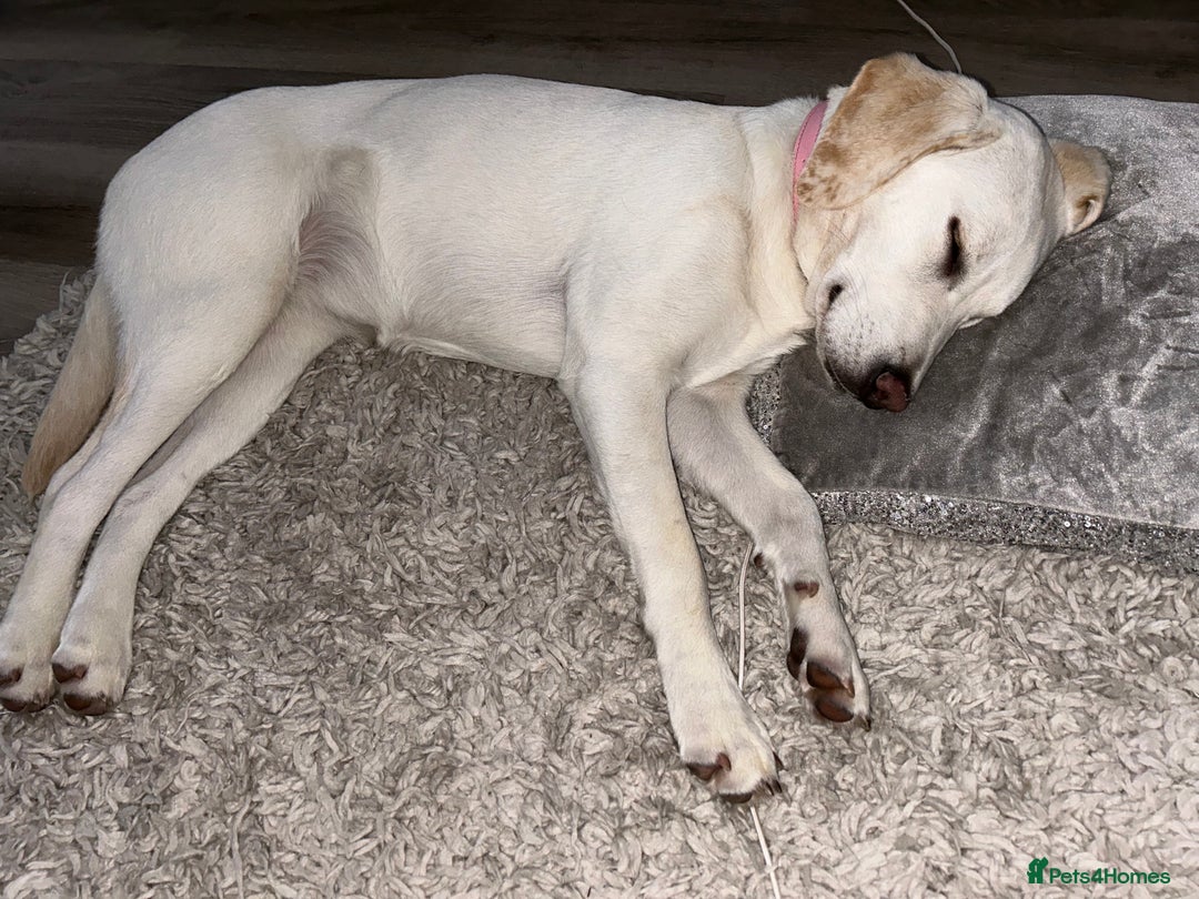 Labrador Retriever dogs for sale: Our beautiful Maggie is having babies 🐾 - Image 2