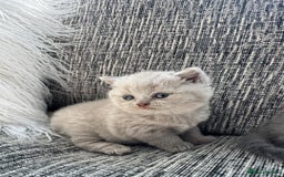 Scottish Fold cats for sale: Beautiful TICA reg Scottish Fold/Straight Kittens  - Image 3