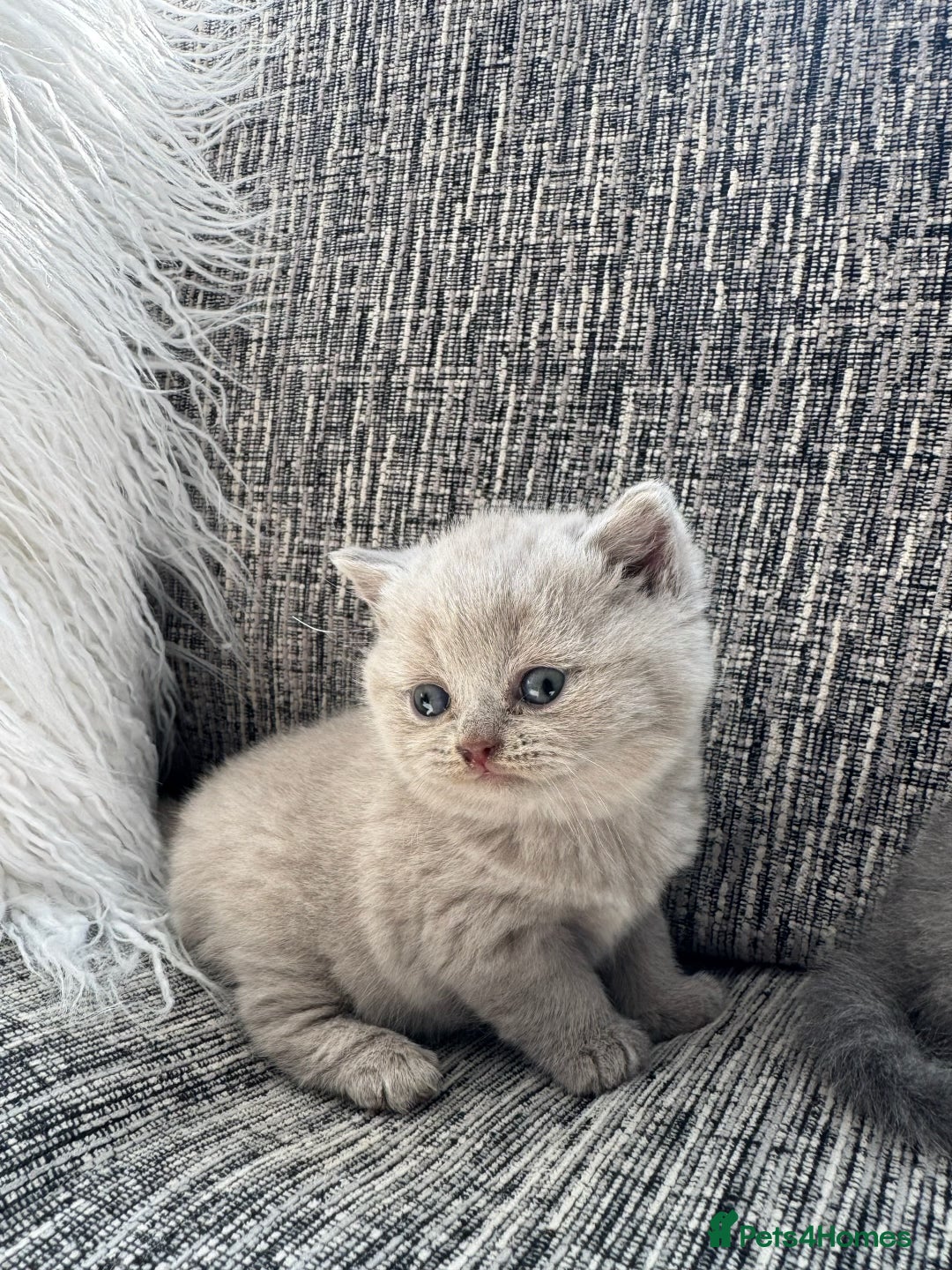 Scottish Fold cats for sale: Beautiful TICA reg Scottish Fold/Straight Kittens  - Image 3