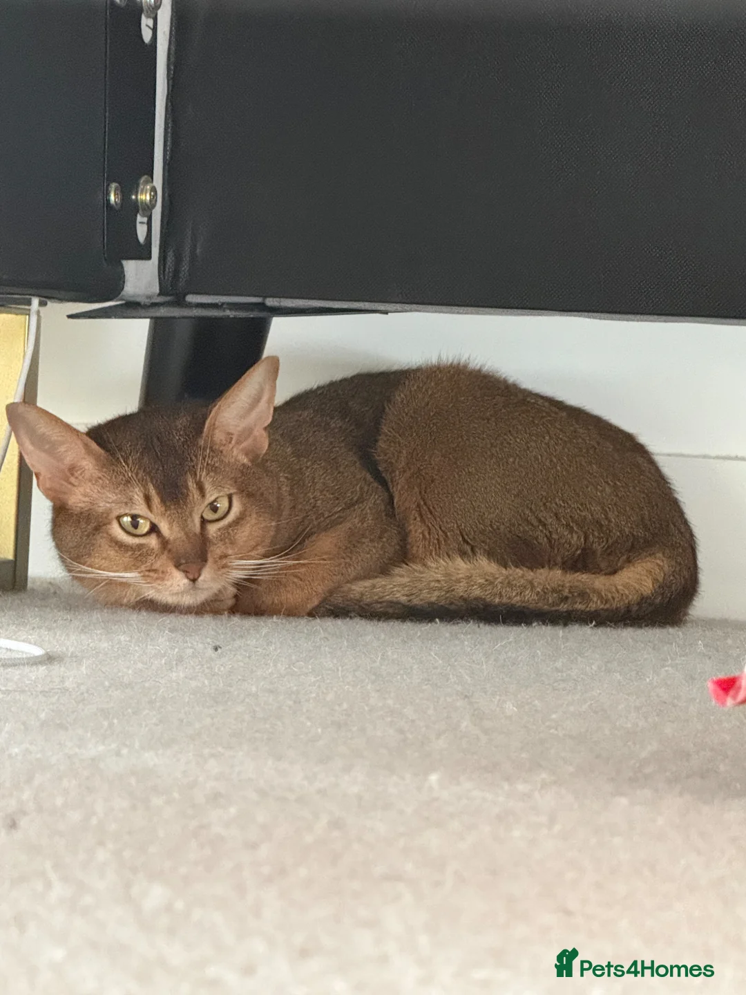 Abyssinian cats for sale: Abyssinian Male - 2.5 years - Ruddy - London - Advert 1