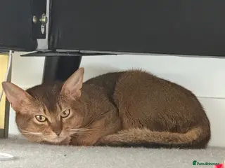 Abyssinian cats Abyssinian Male - 2.5 years - Ruddy - London - Advert 8