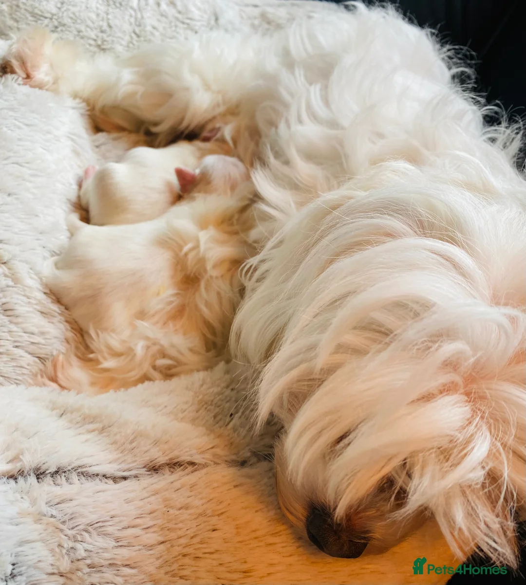 Maltese dogs for sale: Maltese puppies  - Advert 10