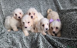 Mixed Breed dogs for sale: Bichon puppies  - Image 1