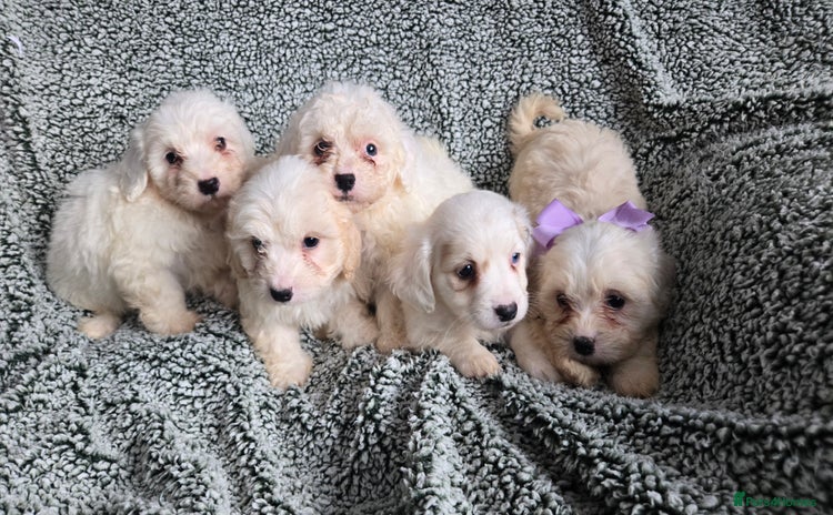 Mixed Breed dogs - Advert 14