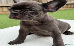 French Bulldog dogs for sale: Miss White X Kastro  - Image 16