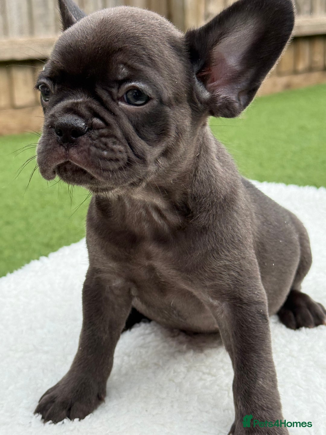 French Bulldog dogs for sale: Miss White X Kastro  - Image 16